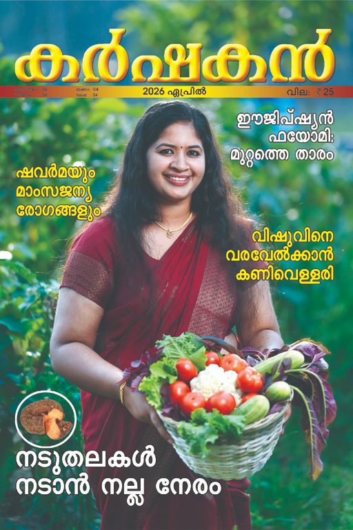 Magazine