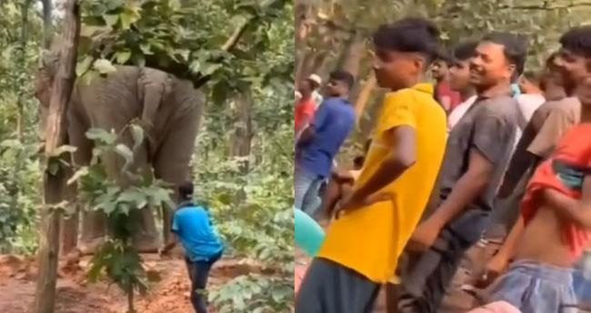 പ്രകോപനം, കല്ലേറ്, ചിരി: മേദിനിപൂരിൽ ആഹാരം തേടിയെത്തിയ ആനയോട് നാട്ടുകാരുടെ ക്രൂരത: "ആരാണ് ശരിക്കും കാട്ടുമൃഗം?'