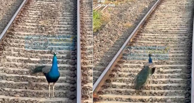 മ​നു​ഷ്യ​ത്വ​ത്തി​ന്‍റെ ബ്രേ​ക്ക്: സു​വ​ർ​ണ തൂ​വ​ലു​ക​ൾ​ക്കാ​യ്, ചു​വ​ന്ന സി​ഗ്ന​ൽ; പ്ര​കൃ​തി​യും മ​നു​ഷ്യ​നും ഒ​ന്നി​ച്ച നി​മി​ഷം
